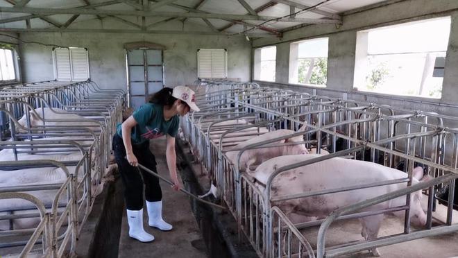 95后养猪人的困惑：进场好还是单干好？(图4)