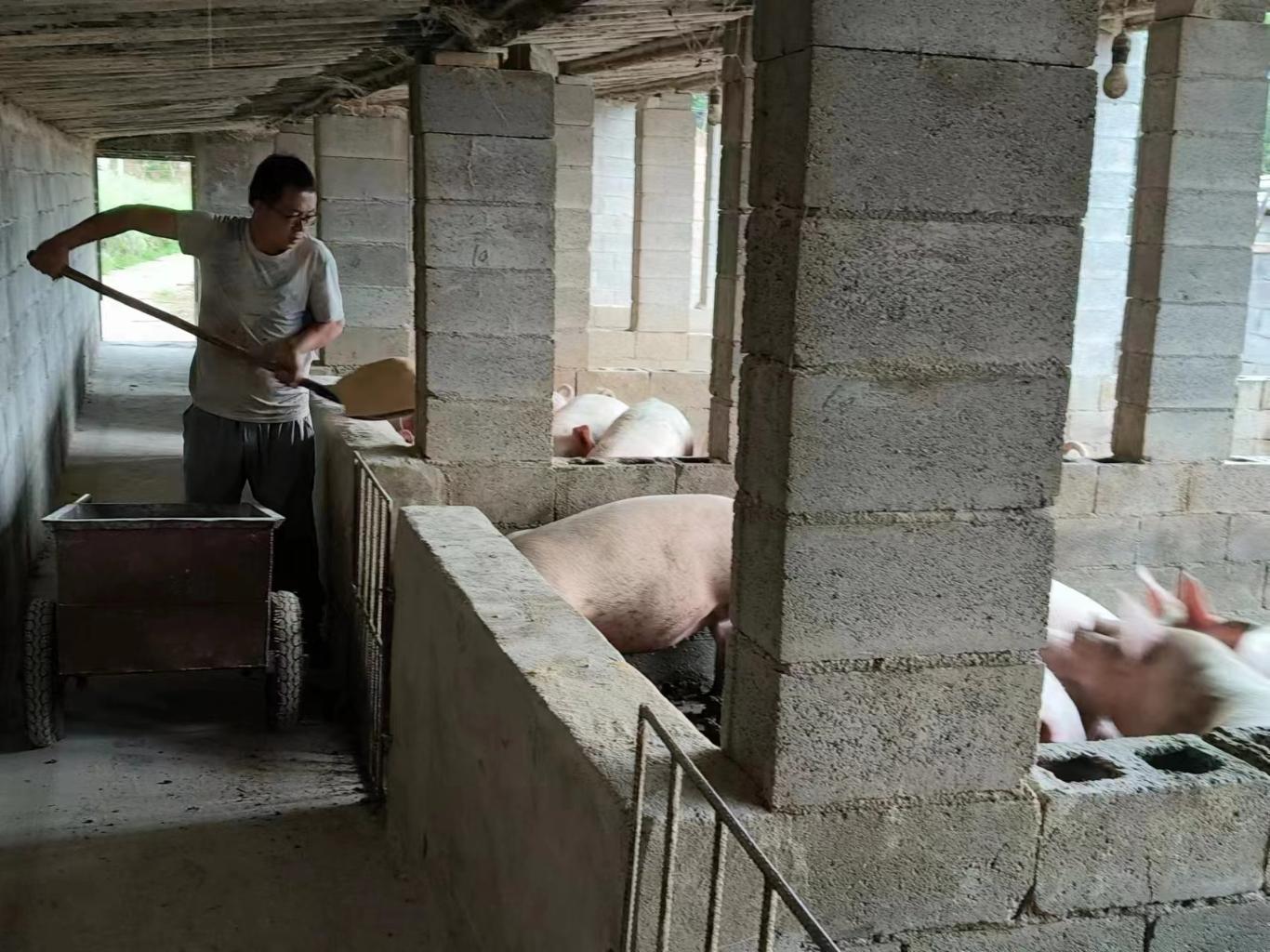 两当县张家乡：80后“猪倌”靠养猪走上致富路(图1)