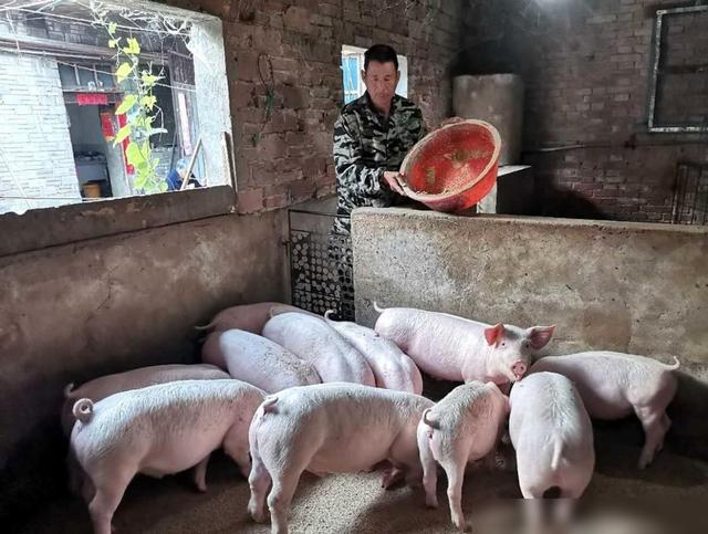 猪价迎来7连涨蛋价、羊价、鱼价何时涨？粮价两极分化(图4)