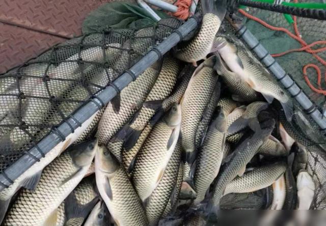 猪价迎来7连涨蛋价、羊价、鱼价何时涨？粮价两极分化(图3)