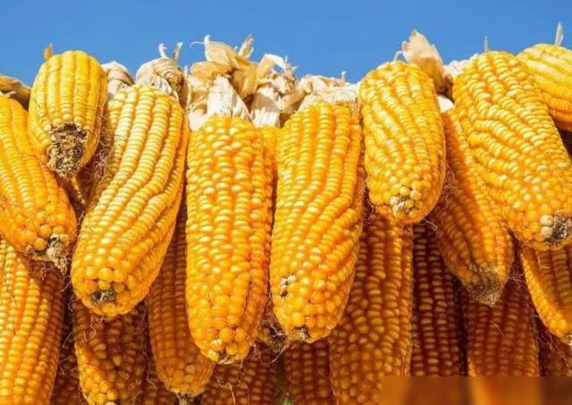 猪价迎来7连涨蛋价、羊价、鱼价何时涨？粮价两极分化(图5)