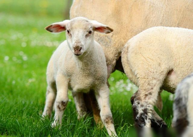 猪价迎来7连涨蛋价、羊价、鱼价何时涨？粮价两极分化(图6)