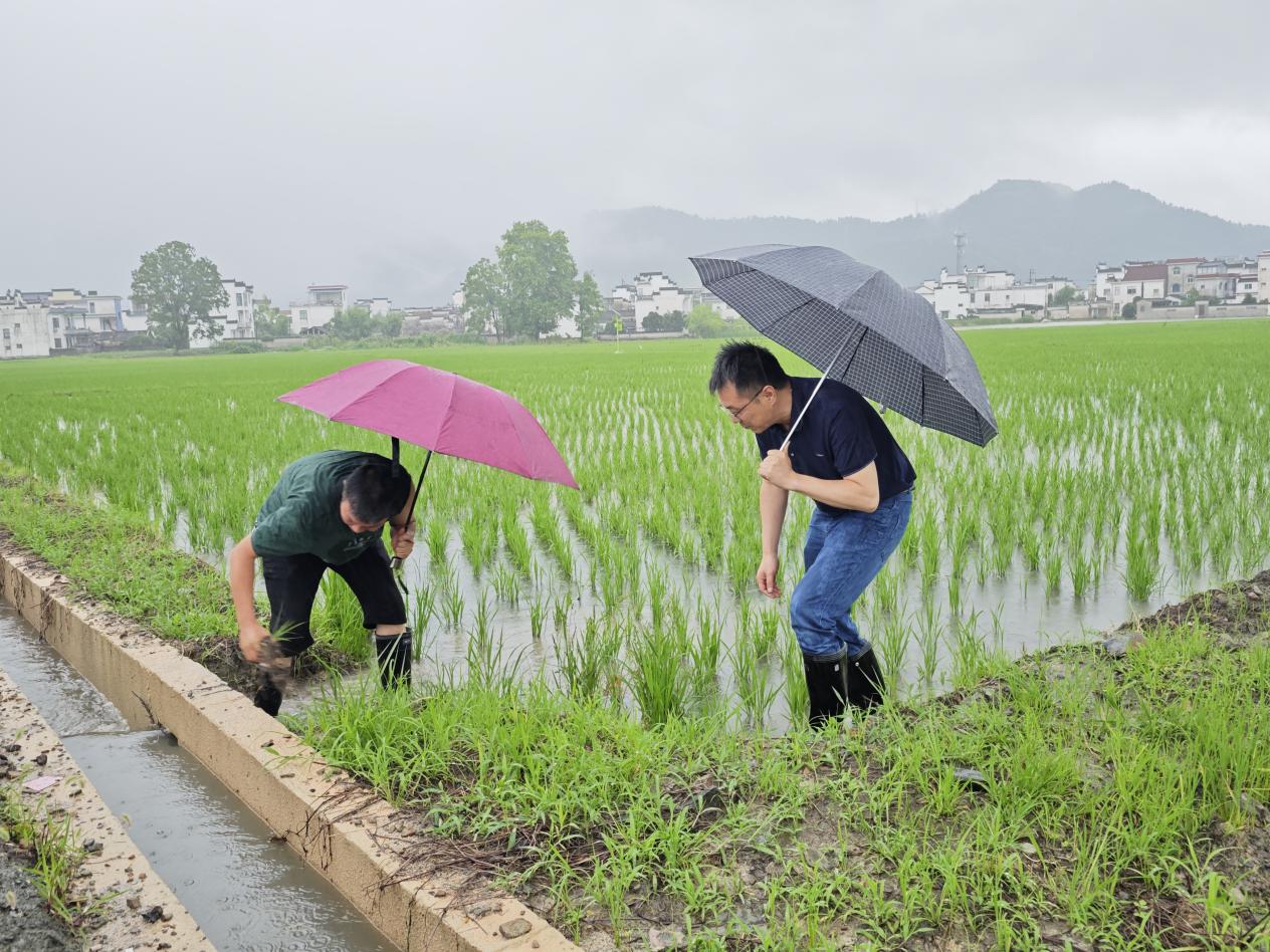 黄山市黟县：全力推动灾后生产指导减少农业损失