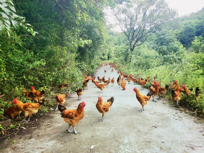 乡村振兴省畜牧业协会组织行业专家赴白河县冷水镇指导林下养鸡产业发展(图5)