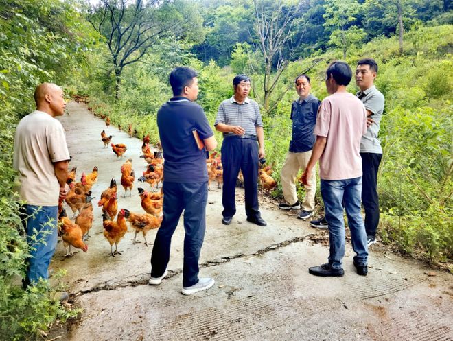 乡村振兴省畜牧业协会组织行业专家赴白河县冷水镇指导林下养鸡产业发展(图2)