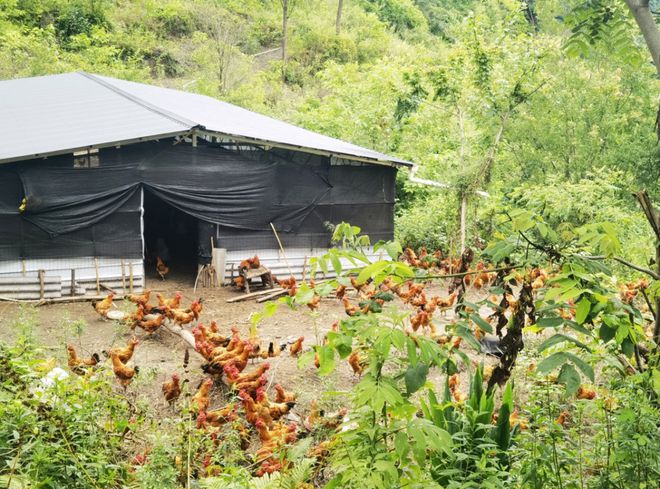 乡村振兴省畜牧业协会组织行业专家赴白河县冷水镇指导林下养鸡产业发展(图4)