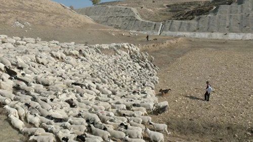 平鲁区下面高乡：特色养殖为乡村振兴添活力(图3)