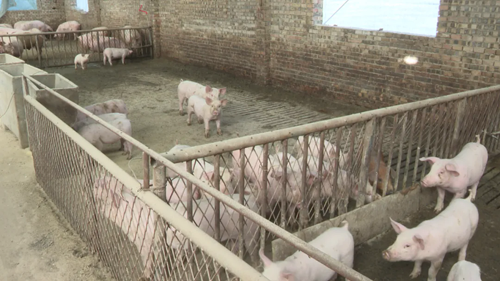 平鲁区下面高乡：特色养殖为乡村振兴添活力(图4)