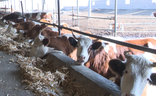 平鲁区下面高乡：特色养殖为乡村振兴添活力(图5)