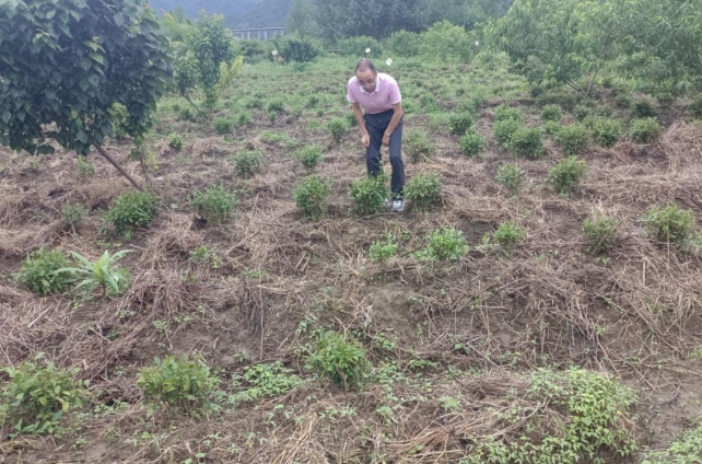 石台县矶滩乡：农技人ag凯发员“把脉开方”助力恢复农业生产