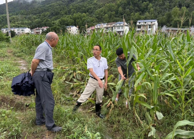 石台县矶滩乡：农技人ag凯发员“把脉开方”助力恢复农业生产(图3)