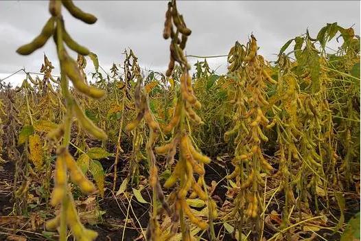 我国宁可从美国买“转基因大豆”也不从俄罗斯进口原因是啥？(图8)