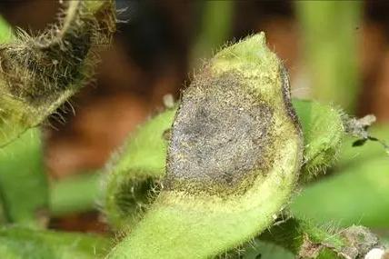 我国宁可从美国买“转基因大豆”也不从俄罗斯进口原因是啥？(图6)