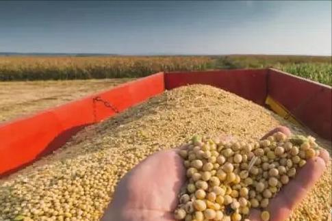 我国宁可从美国买“转基因大豆”也不从俄罗斯进口原因是啥？(图12)