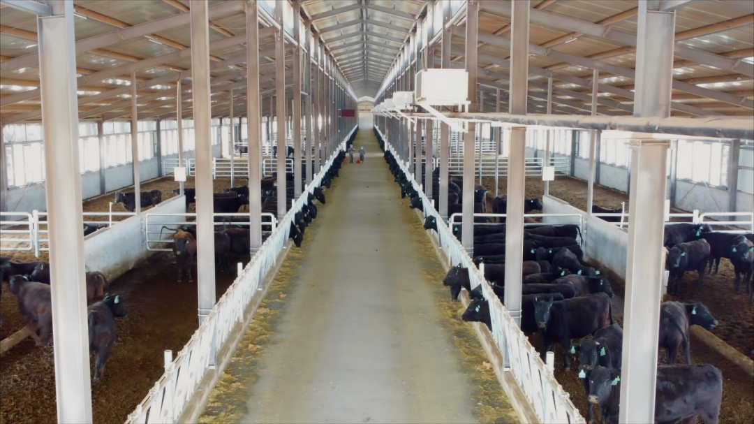 ag凯发【盟市动态】鄂尔多斯市：“六聚焦”助推草原畜牧业转型发展跑出加速度(图4)