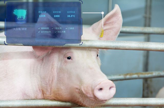 机器人养猪到底好在哪？家庭农场也能两个人养1000头猪(图6)