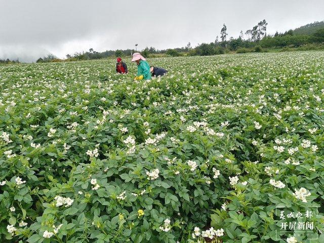 美好生活在ag凯发云南大理洱源：洋芋花开好“丰”景(图3)