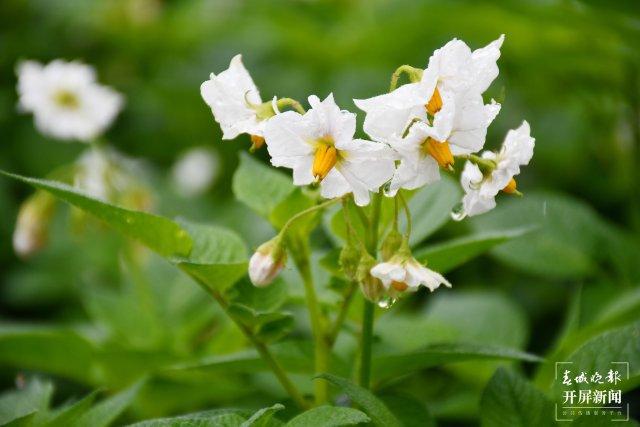 美好生活在ag凯发云南大理洱源：洋芋花开好“丰”景(图5)