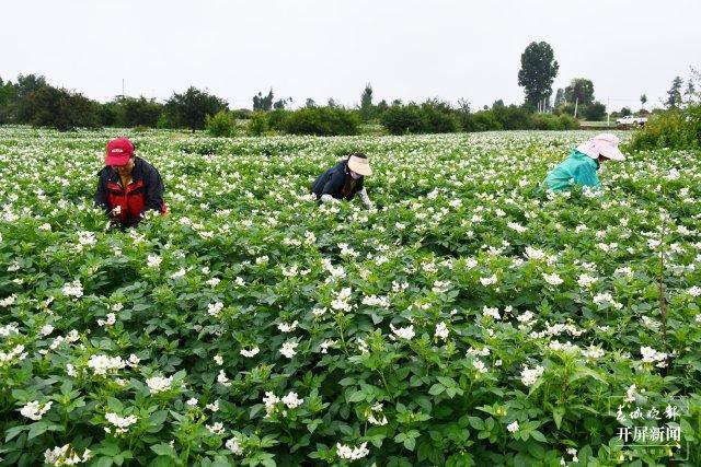 美好生活在ag凯发云南大理洱源：洋芋花开好“丰”景(图4)