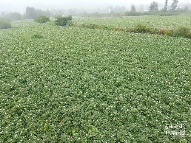 美好生活在ag凯发云南大理洱源：洋芋花开好“丰”景(图6)