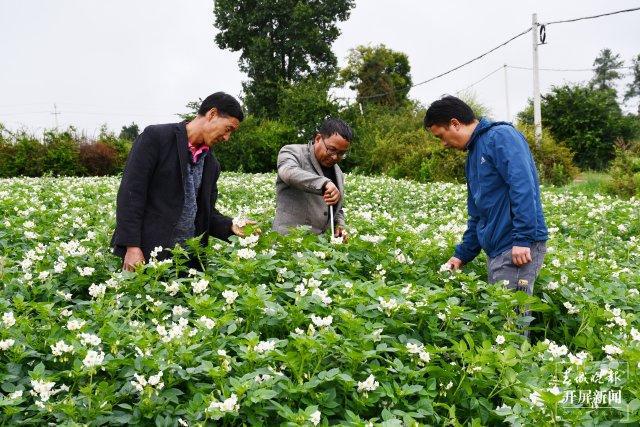美好生活在ag凯发云南大理洱源：洋芋花开好“丰”景(图2)