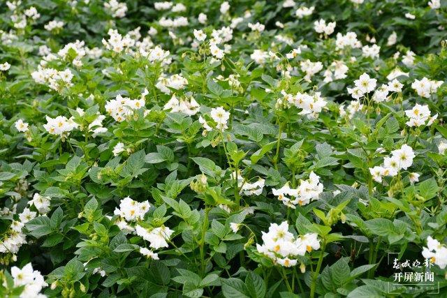 美好生活在ag凯发云南大理洱源：洋芋花开好“丰”景