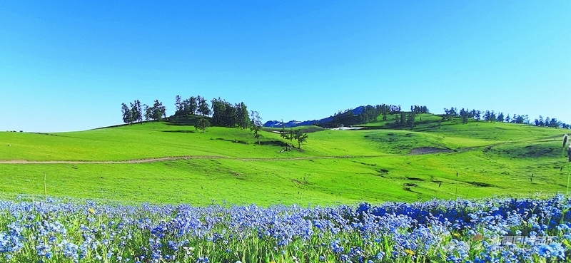 阿勒泰的草原为何这么美——布尔津国家级草原畜牧业转型升级试点观察(图2)