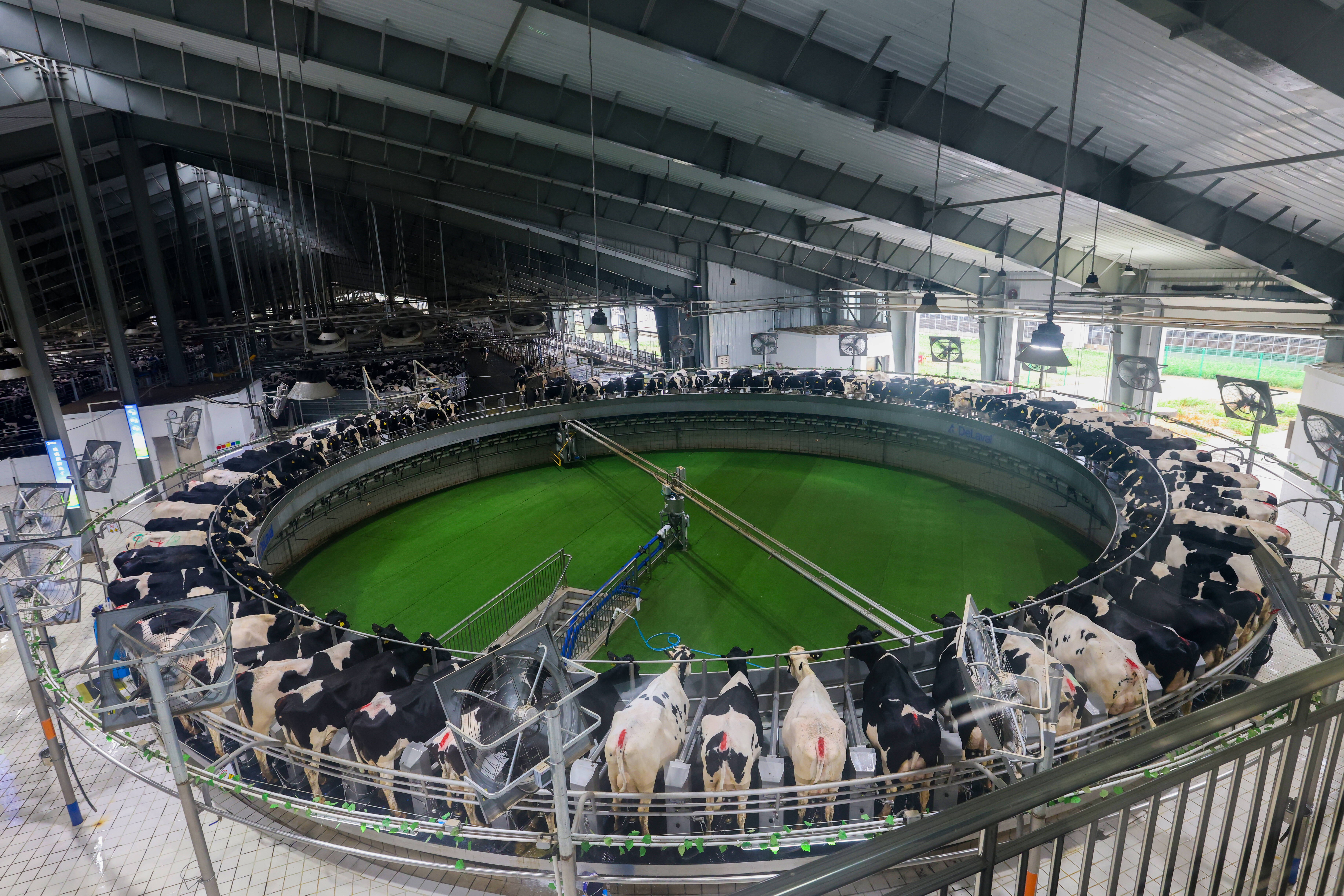 每头牛都有“独立身份”隔三差五“全方位体ag凯发检”潍坊这座“万牛”牧场如何实现