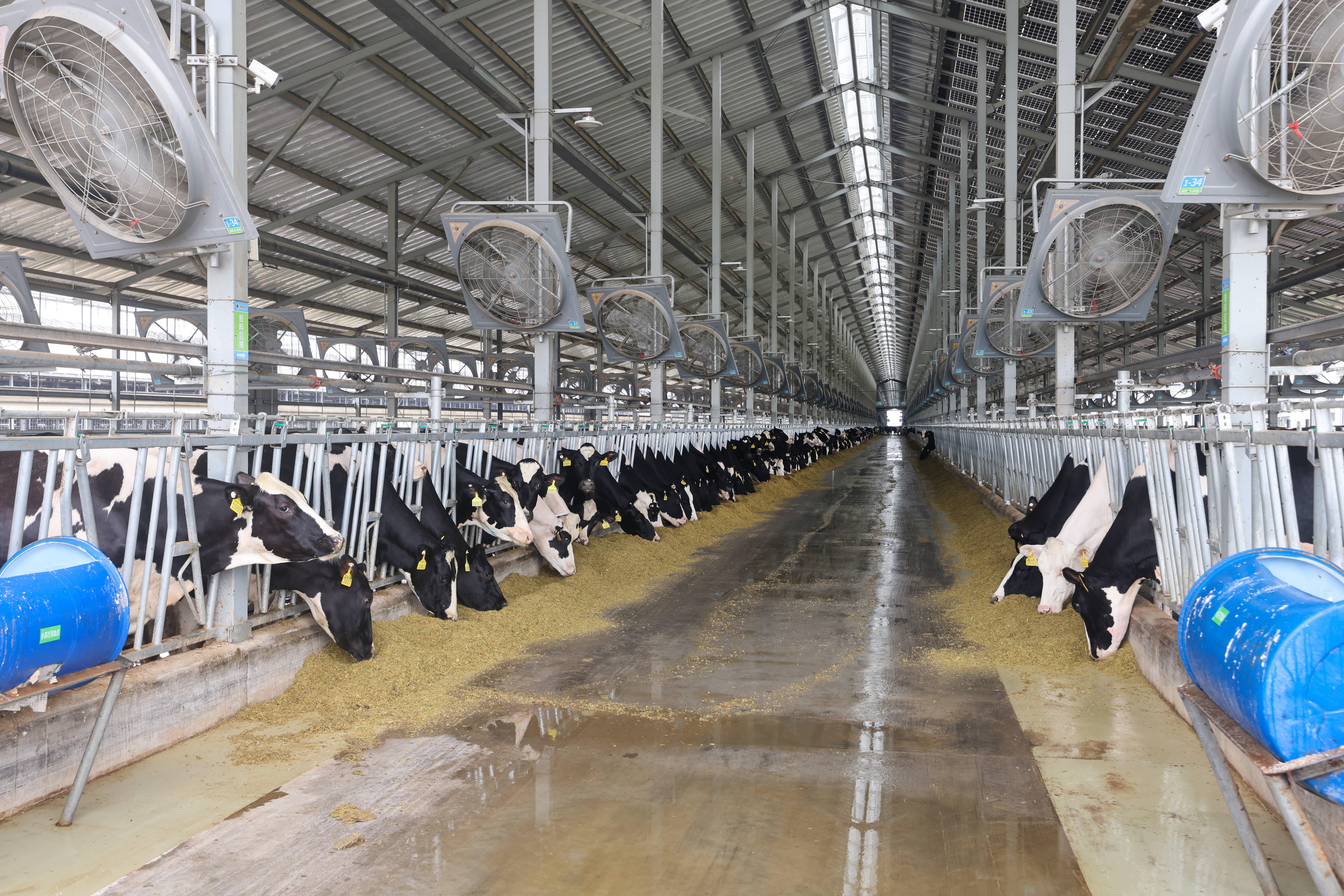 每头牛都有“独立身份”隔三差五“全方位体ag凯发检”潍坊这座“万牛”牧场如何实现智慧发展(图2)