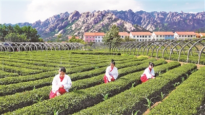 ag凯发青岛农品：汇聚打造品牌城市的“三农”力量(图1)