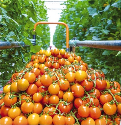 ag凯发青岛农品：汇聚打造品牌城市的“三农”力量(图3)