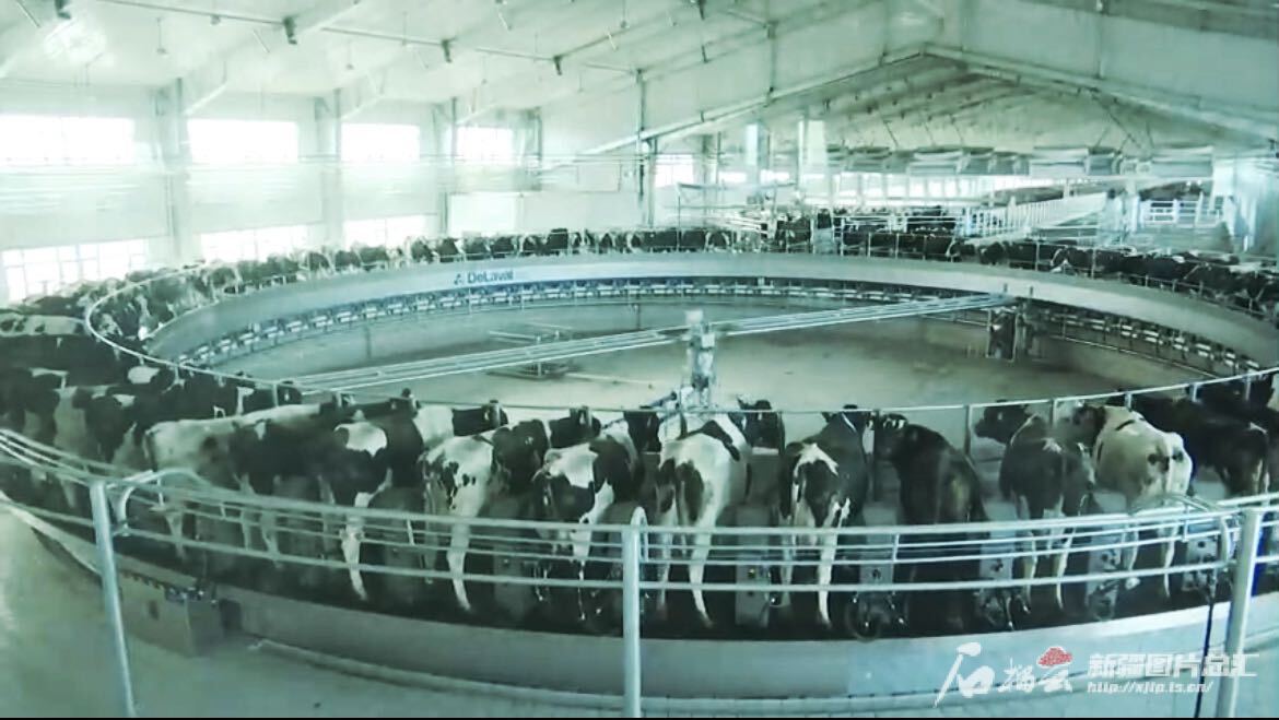高质量发展调研行·走进昌吉｜畜牧产业园里奶牛过上“智慧生活”