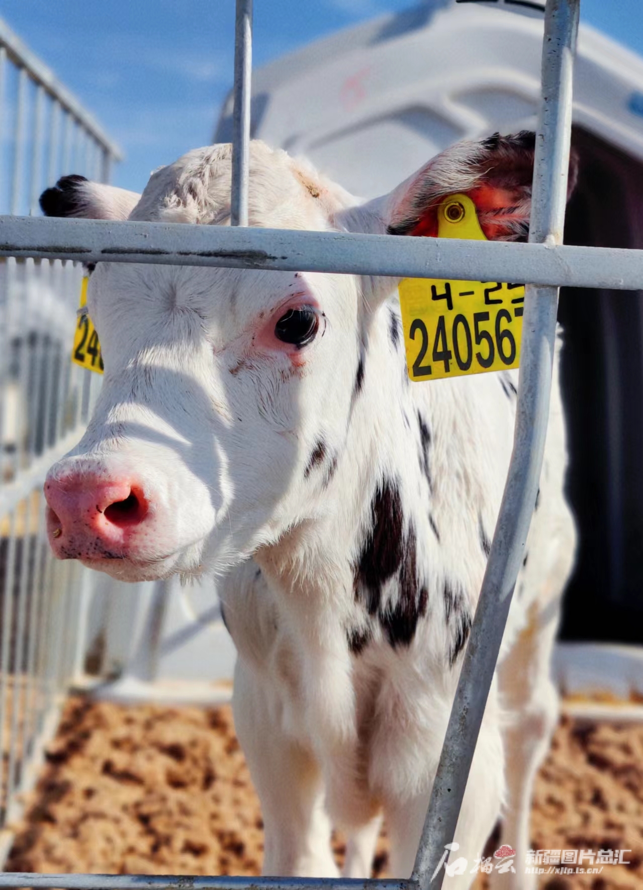高质量发展调研行·走进昌吉｜畜牧产业园里奶牛过上“智慧生活”(图3)
