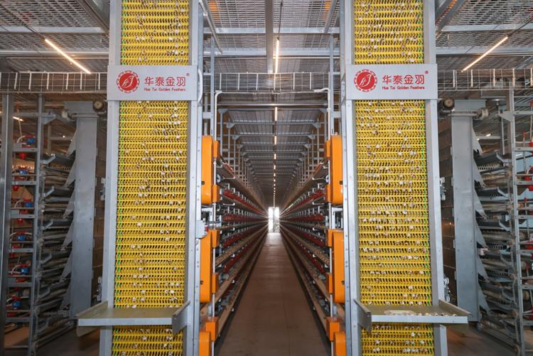 海报观察丨山东肉蛋奶产量连续32年全国居首“底气”在哪？(图1)