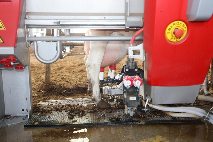 海报观察丨山东肉蛋奶产量连续32年全国居首“底气”在哪？(图2)