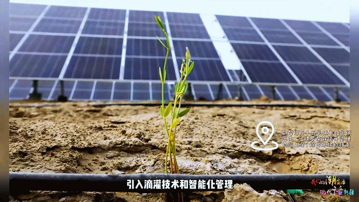 凯发国际我们的潮生活现代“话”新疆丨种太阳又种草！高科技“加持”下的沙漠变了样(图2)