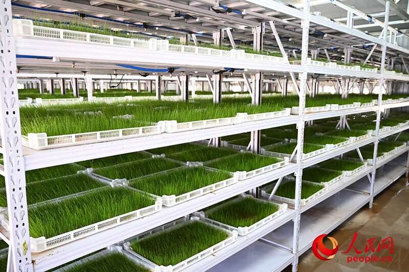 神奇的“智慧牧场”(图2)