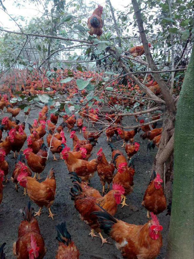 兰溪畜牧全产业链发展撬动乡村经济新增长