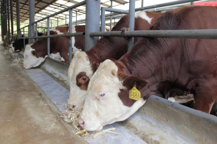 云南移动“智慧养牛”为文山乡村ag凯发振兴“添牛劲”