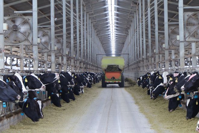 直击夏季“热应激”蒙牛三大创新举措守护奶牛健康