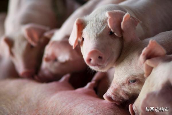 养猪设备是为了给猪场凯发国际省钱？你赞成吗？(图1)