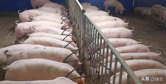 养猪设备是为了给猪场凯发国际省钱？你赞成吗？(图4)