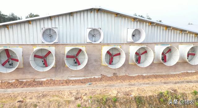 养猪设备是为了给猪场凯发国际省钱？你赞成吗？(图3)