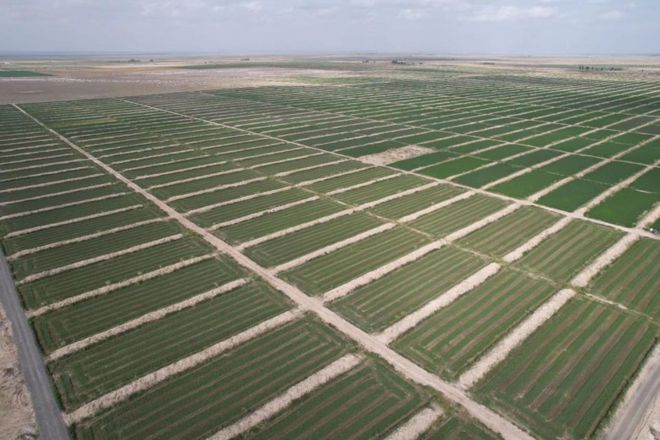 玉门市裕盛源万头（有机）肉牛养殖产业：乡村振兴的璀璨明珠(图4)