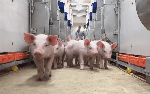 会长动态新希望建成全国首个种猪生产与种猪培育楼房式一体化猪场(图3)