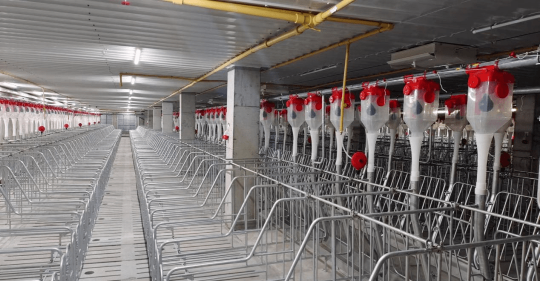 会长动态新希望建成全国首个种猪生产与种猪培育楼房式一体化猪场(图4)