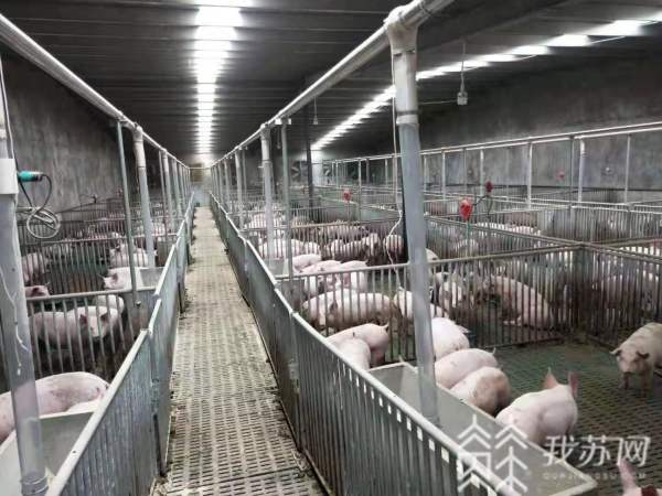 镇江丹徒：养猪场恒温恒氧自动喂食电气化养殖助力乡村振兴(图2)