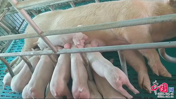 “一村一品”生猪产业为乡村振兴再凯发国际添强力“助推器”