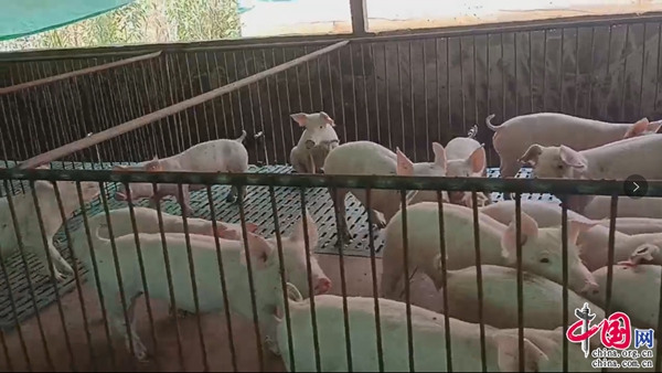 “一村一品”生猪产业为乡村振兴再凯发国际添强力“助推器”(图3)
