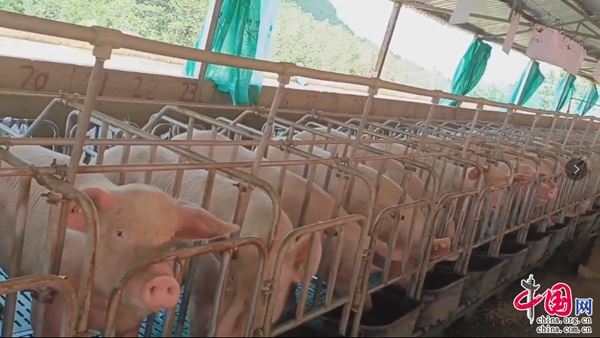 “一村一品”生猪产业为乡村振兴再凯发国际添强力“助推器”(图2)